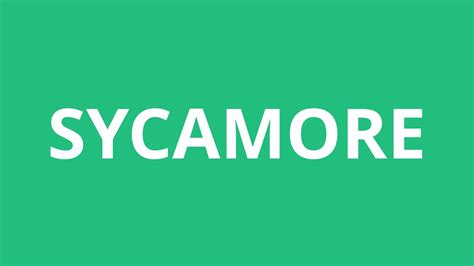 sycamore pronunciation|sycamore meaning in english.